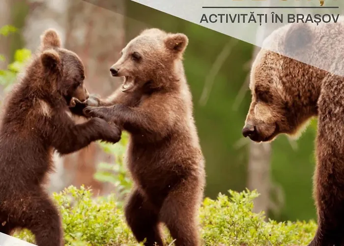 דירה Stunning Holiday Penthouse - Family Friendly - Mountain View - Huge Terrace - Top Floor - Acs - Outlet Mall - Grocery בראשוב